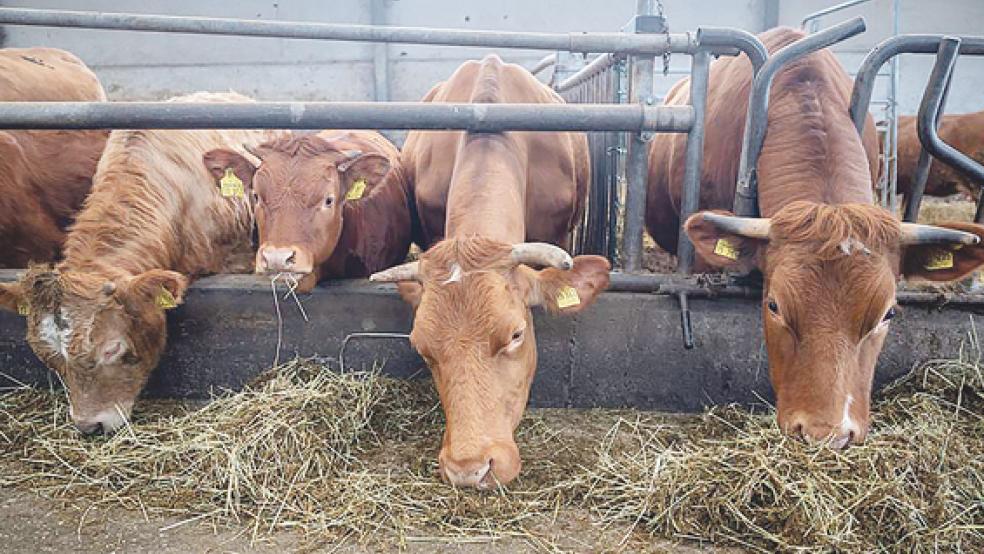 Ein Transport mit 272 Zuchtrindern ist von Aurich in Richtung Marokko abgefahren.  © Symbolfoto: DPA