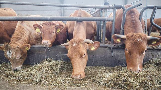 272 Exportrinder sind auf dem Weg nach Marokko