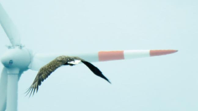 Seeadler kreisen über Swartwolder Kolk