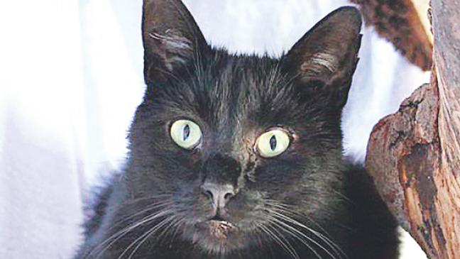 Kater »Eiso«: Einfach zum Liebhaben