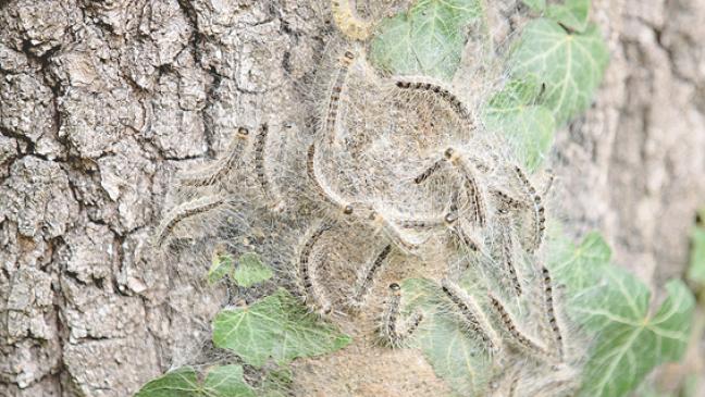 Warten auf die giftige Raupe