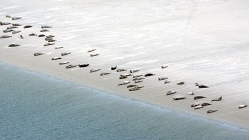 Bei Zählflügen soll ab Mittwoch der Bestand an Seehunden an der Nordseeküste erkundet werden.  © Symbolfoto: dpa
