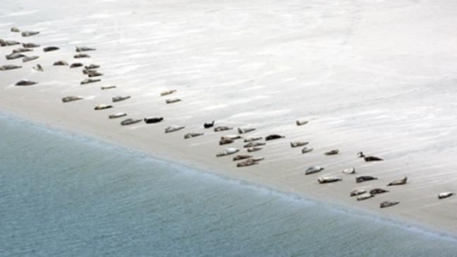 Ausschau halten nach Seehunden