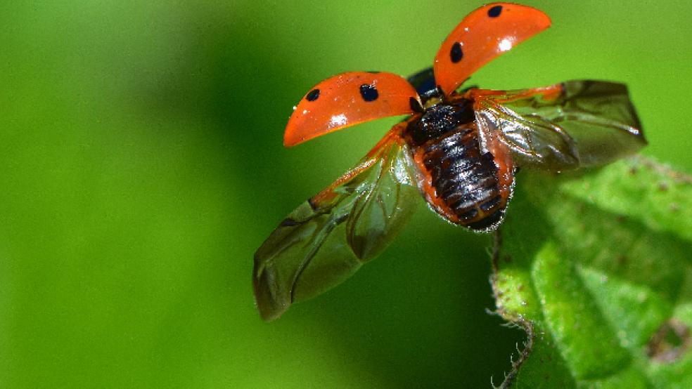 Beliebtes Glückssymbol: Rund 70 Marienkäfer-Arten gibt es in Deutschland. © Foto: Naturschutzbund