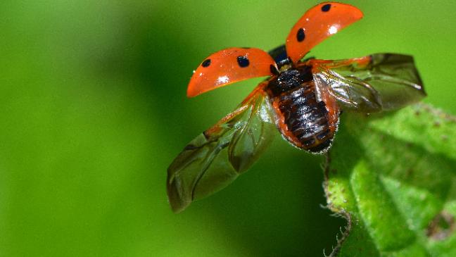 Insekten beobachten und zählen