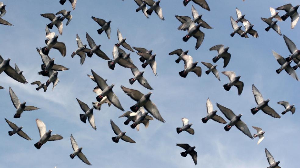 Nach dem Auflass suchen sich die Brieftauben ihren Weg in den heimischen Schlag. © Verband Deutscher Brieftaubenzüchter