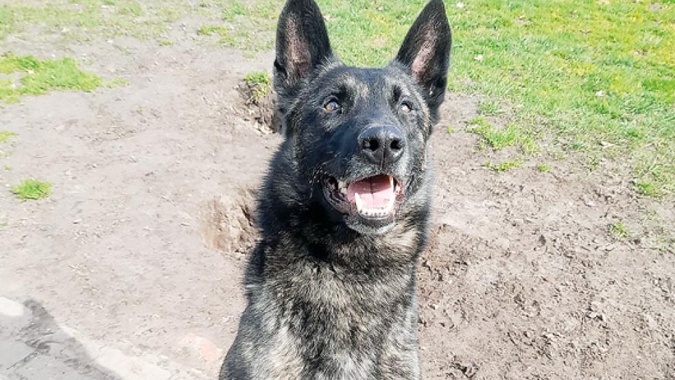 »Joker« ist rund vier Jahre alt.  © Foto: Tierschutz