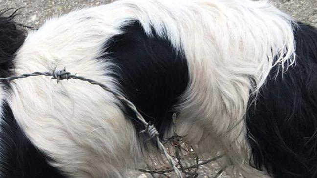 Hund im Stacheldraht