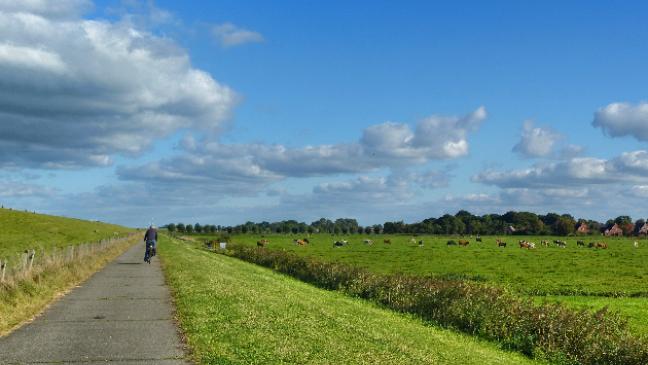 Projekte gegen Schafkot sollen Radwege attraktiver machen