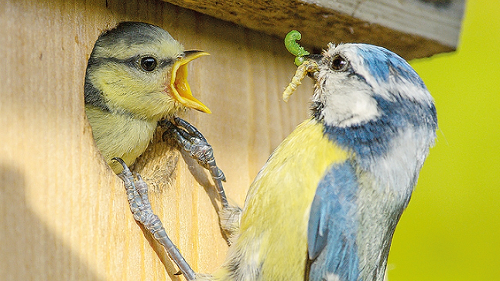 Mit durchschnittlich 2,49 Exemplaren pro Garten kam die Blaumeise bei der »Stunde der Gartenvögel« bezogen auf Ostfriesland auf den vierten Platz.  © Foto: Rita Priemer (Naturschutzbund)