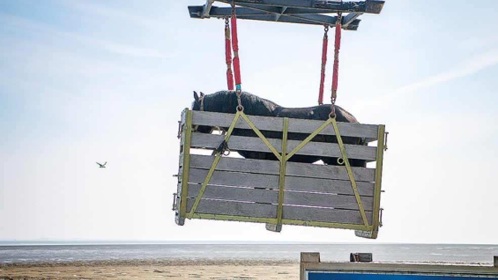 Ein Kaltblüter wird im Hafen Neßmersiel auf die Personenfähre »Baltrum I« gehoben, um zur der ostfriesischen Insel verschifft zu werden.  © Foto: Schuldt (dpa)