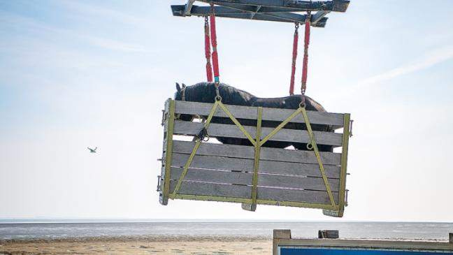 Da steht ein Pferd auf der Fähre