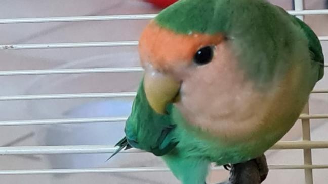 Artgenossen für Mini-Papagei gesucht