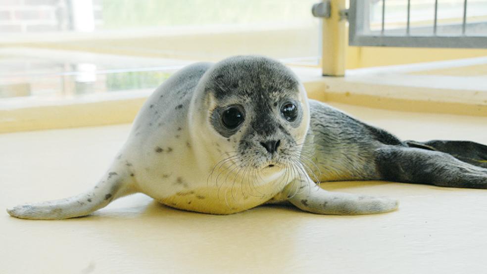 »Luna« ist in guten Händen in Norddeich. Der Leiter der Seehundstation Norddeich, Dr. Peter Lienau, rät Strandbesuchern, die einen vermeintlich verlassenen jungen Seehund sichten, Abstand zu holen und unter 04931-973330 anzurufen.  © Foto: Seehundstation Norddeich