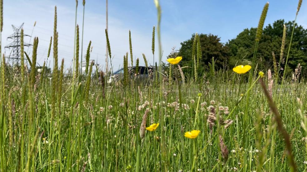 Der Graslandfeuerindex befindet sich derzeit auf Stufe vier von fünf in Ostfriesland.  © Boelmann