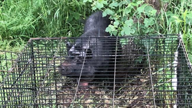 Wem gehört das Hängebauchschwein?