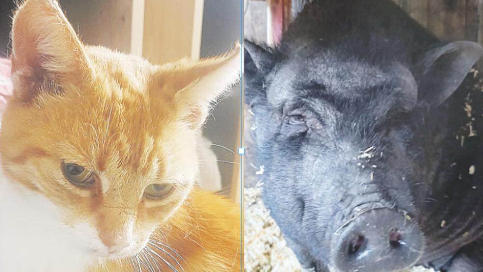 Kalle heißt der Schmusekater, für den die Streunerkatzen Rheiderland ein Zuhause suchen. Auch ein nach Angaben des Tierschutzes ausgesetztes Hängebauchschwein sehnt sich nach Gesellschaft.  © privat
