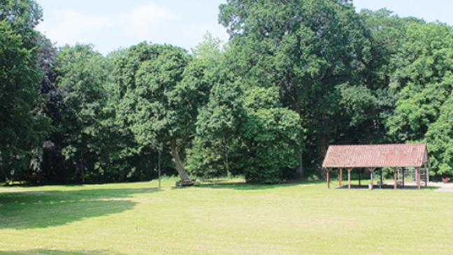 100 Bäume sollen weichen