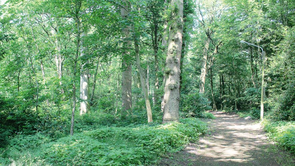 Die Verkehrssicherheit an der Heidjer muss von der Stadtverwaltung umgehend in Angriff genommen werden. Insgesamt sind die Bäume im Stapelmoorer Park in keinem guten Zustand.  © Foto: Berents