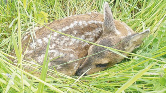 Rehkitze vor dem Mähtod retten