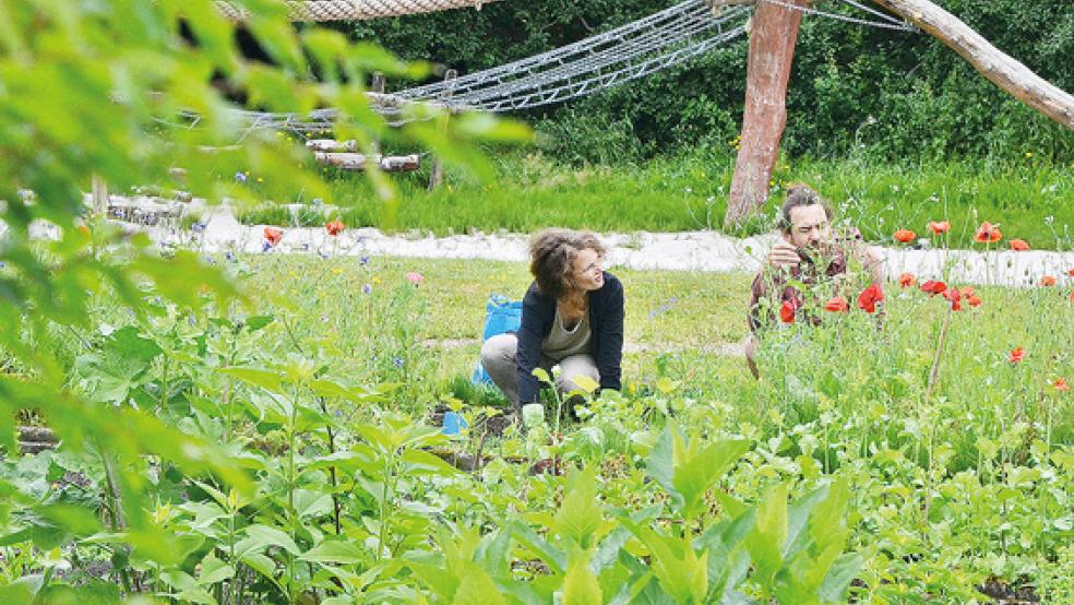 Pagels’ Garten ist ein beliebtes Ausflugsziel. Aktuell können farbenprächtige Mohnblumen bewundert werden.  © Fotos: Ammermann