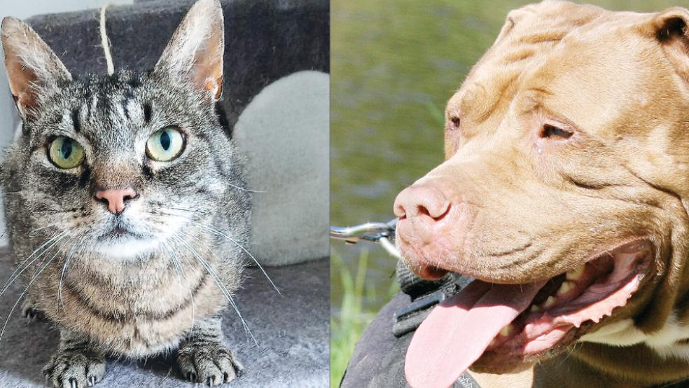 »Fiona« ist eine schmusige Einzelgängerin (links). »Hexe« ist ein Menschenfreund. © privat