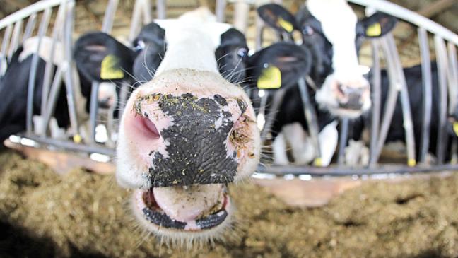 Tierärzte mit Nachwuchs-Sorgen