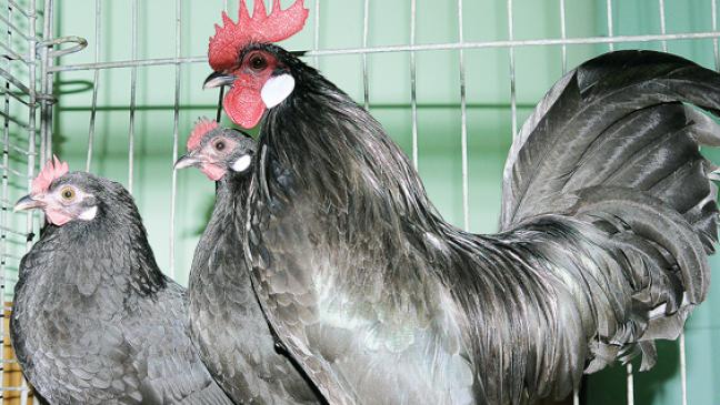 Geflügelzüchter lassen keine Federn