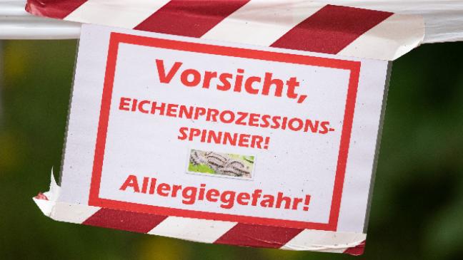 Giftige Raupe im Rheiderland angekommen