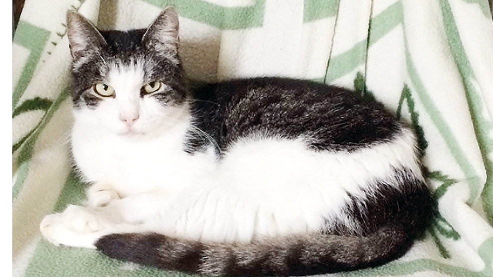 Katze »Mina« ist sehr menschenbezogen und wünscht sich ein neues Zuhause.  © privat