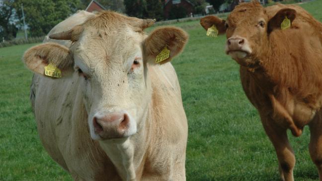 Im Rinder-Ranking ganz weit vorne