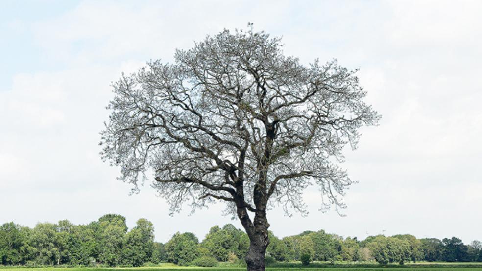 Raupenfraß an Eichen oder anderen Laubbäumen gibt es jedes Jahr.  © Foto: Bezirksförsterei