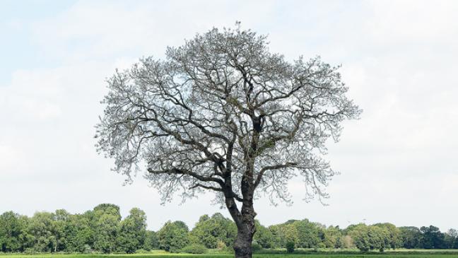 Schmetterlingsraupen sorgen für kahle Eichen