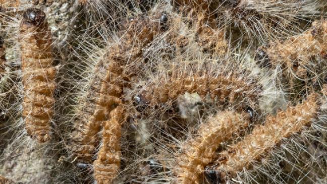 Gefährliche Raupen breiten sich aus