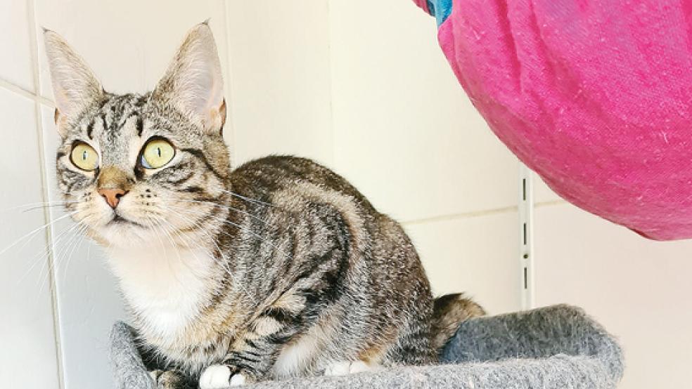 »Milly« (im Bild) und »Minou« suchen ein neues Zuhause. © Foto: Tierschutz