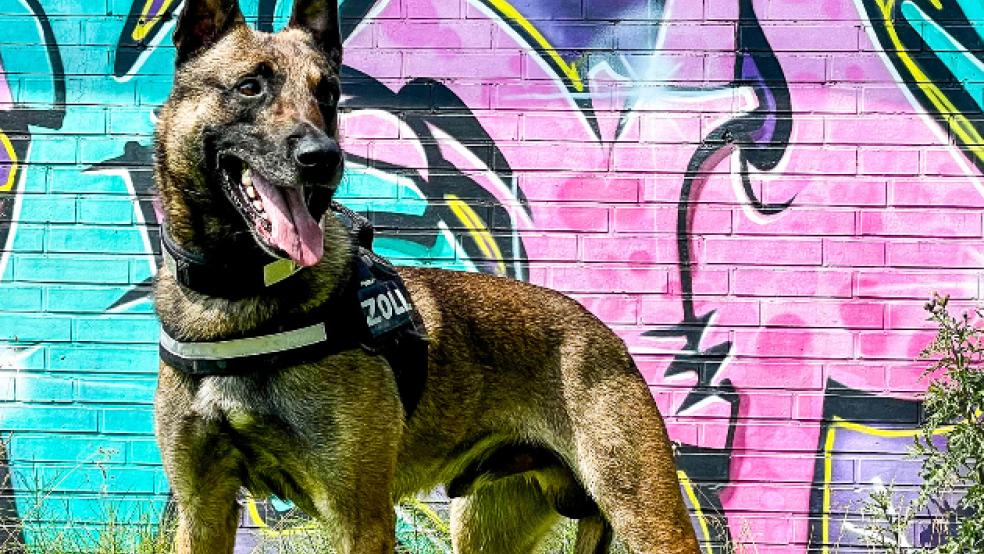 Zollhund Bruk bewies sein feines Näschen und half den Zöllner dabei, die Drogen zu finden. © privat