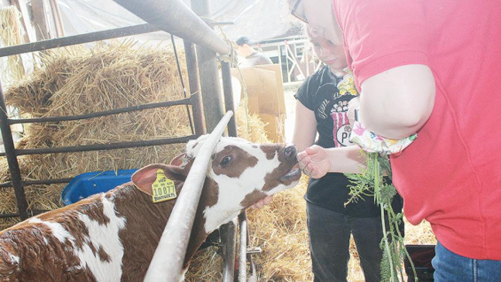 Die Kälber waren die Hauptattraktion bei dem Hofbesuch - und das nicht für die Schüler. Auch Lehrerin Nadine Walter ließ es sich nicht nehmen, die Vierbeiner zu streicheln.  © Foto: Berents