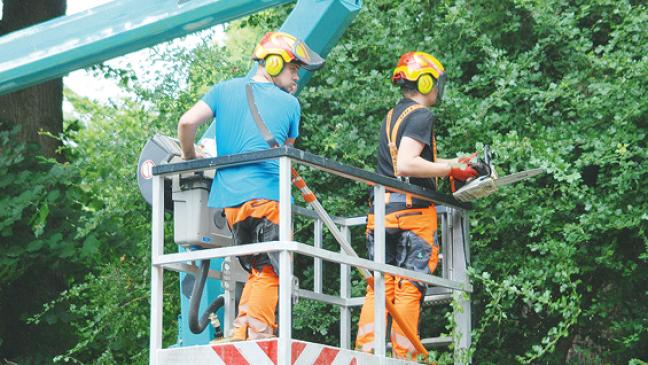 Bäume an der Heidjer Straße werden beschnitten