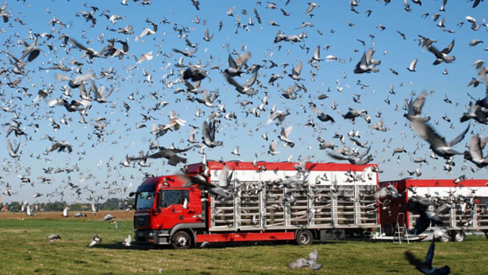 Die »Rennpferde der Lüfte«: Brieftauben nach dem Auflass für einen Preisflug.  © Foto: privat