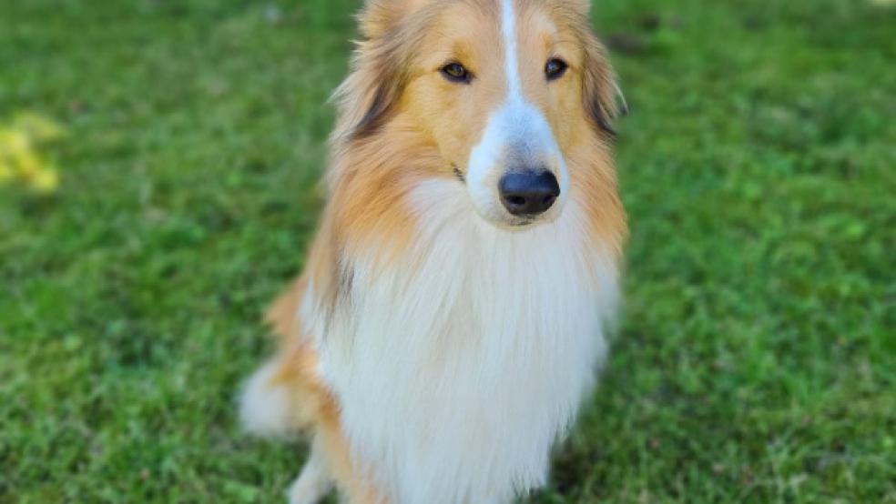 Der Hund ist zwei Jahre alt und hat sein Frauchen tragisch verloren. © Foto: Tierschutz