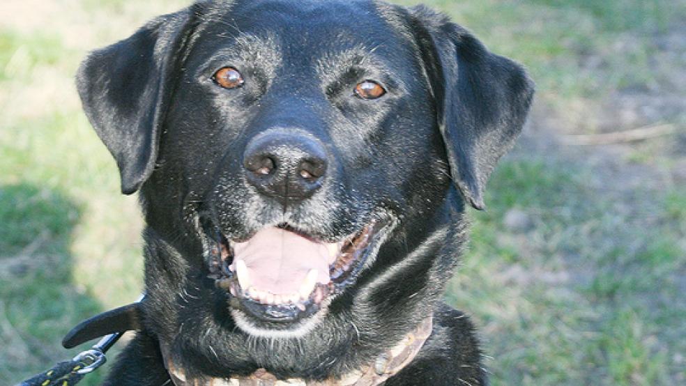 Murphy sei als Labrador sehr verfressen.  © Foto: Tierschutz