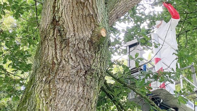 Kampf gegen giftige Raupen