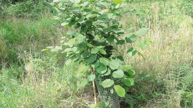 Die Gehölze gedeihen