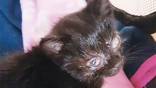 »Katzen-Verordnung« nur ein Papiertiger?