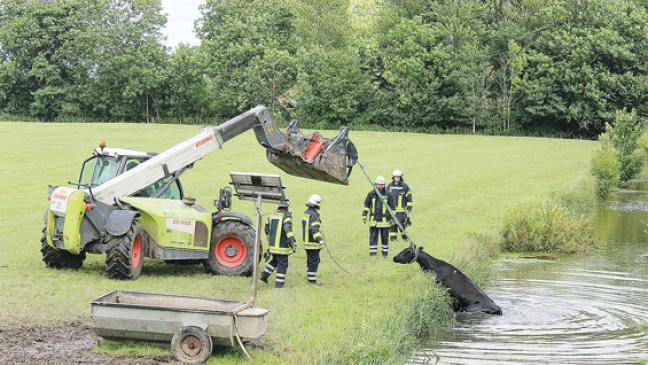 Kuh aus misslicher Lage befreit