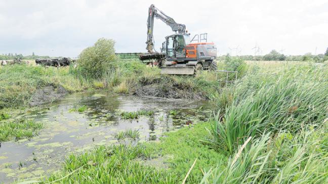 Hilfe für die Mosaikjungfer