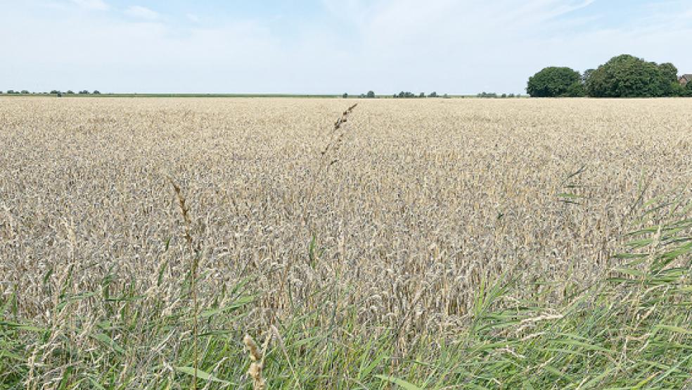Viele Landwirte im Rheiderland haben die Wettervorhersagen in diesen Tagen genau im Blick. Die Ernte des Wintergetreides steht an.  © Foto: Boelmann