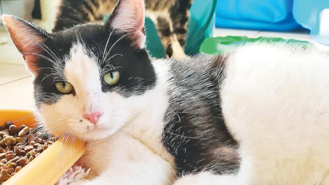 Schmusekater sucht ein neues Heim