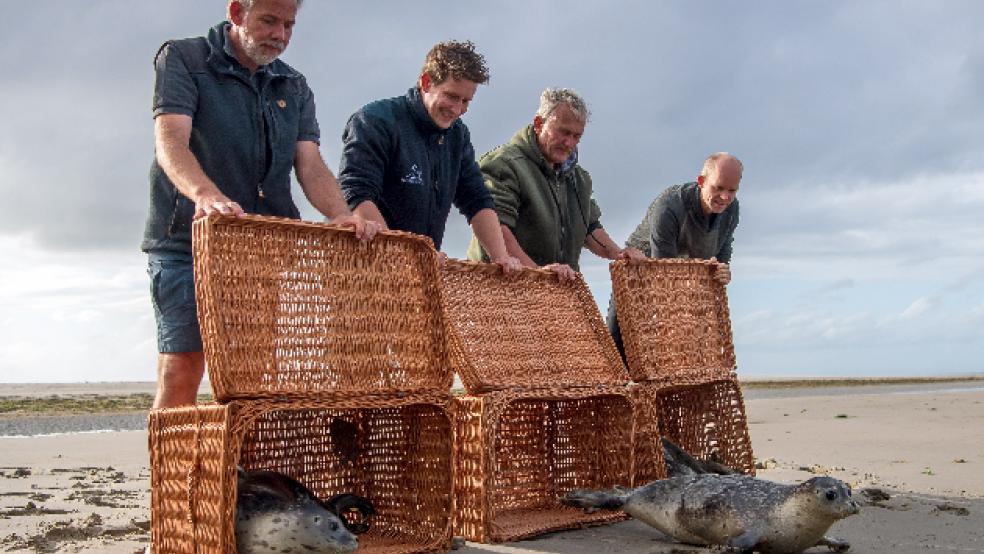 Die drei jungen Seehunde 