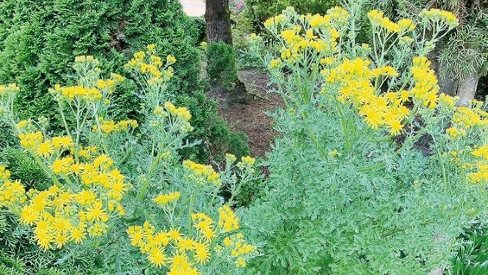 Das Jakobskreuzkraut ist für Pferde und Kühe lebensgefährlich.  © Foto: privat